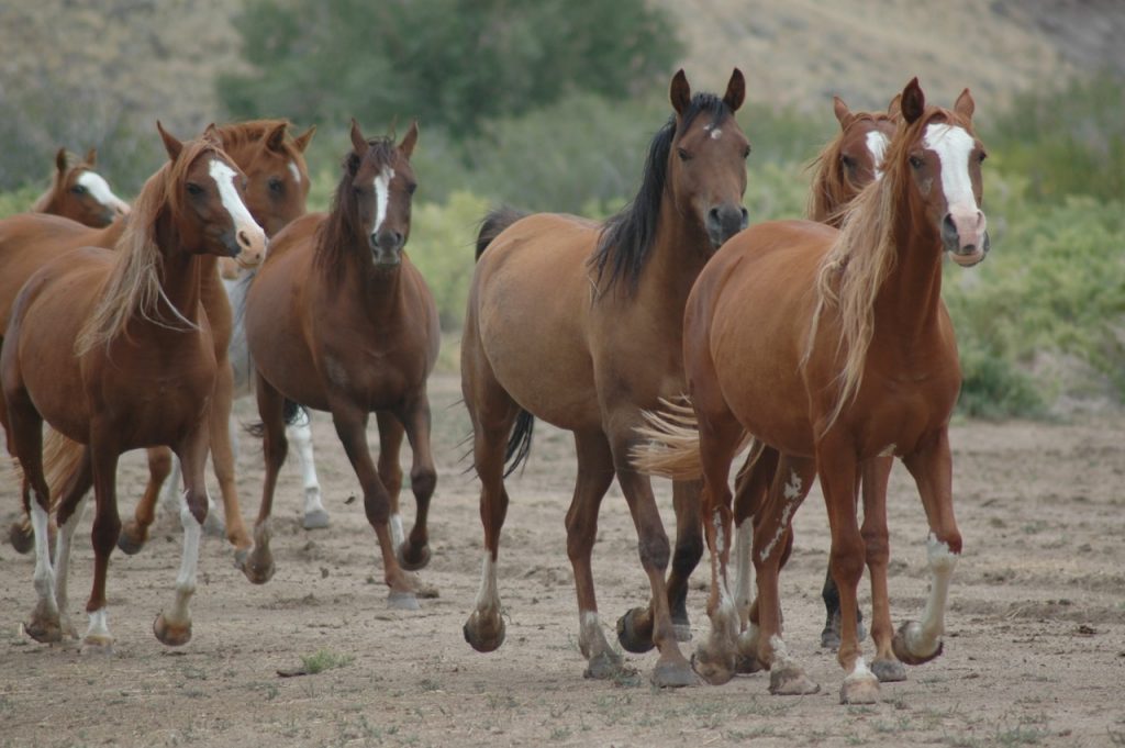 Arabian Horses for Sale in Wyoming at Bitterroot Ranch Bitterroot Ranch