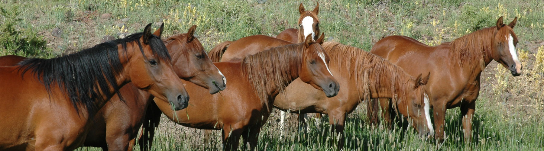 Arabian Horse Breeding Program in Wyoming at Bitterroot Ranch