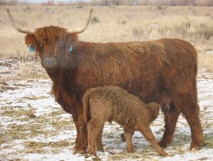 Rosalind and her calf