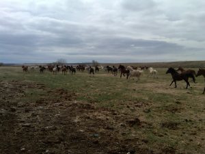 IMG00376-20110511-1217
