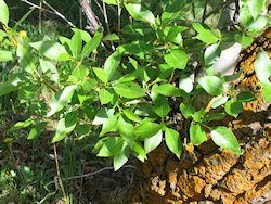 Cottonwood-188