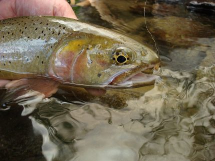 cutthroat_trout-13-13