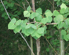 Quaking-Aspen-188