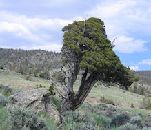 Rocky-Mountain-Juniper-188
