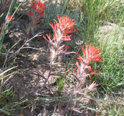 paintbrush0080_250