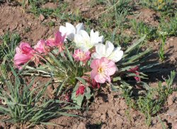 primrose0052_250