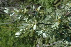 silverberry-small