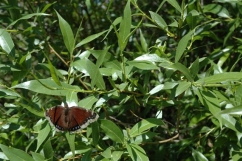 willow-small