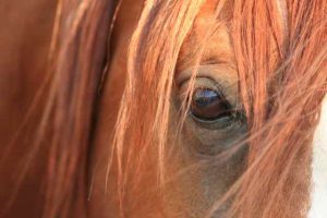 Mystique (Photo Credit Gabriele Boiselle)