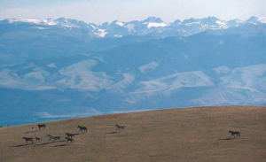 wild-horses