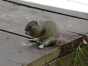 Ground Squirrel