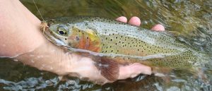 Cutthroat trout
