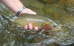 Cutthroat trout