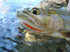 cutthroat trout detail