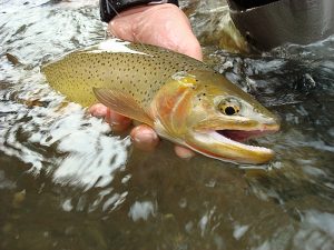 Cutthroat Trout