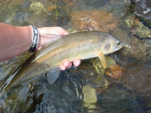 Wiggins Fork Mountain White Fish