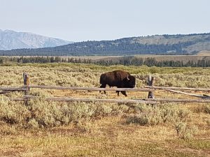 Bison in Teton National Park