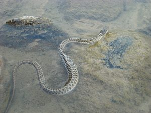 Watersnake