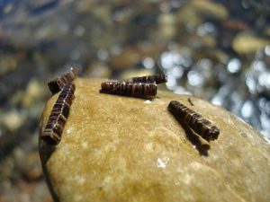 Caddisflies