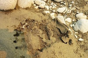 Bear track