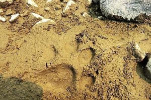Wolf track