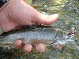 Brook Trout 
