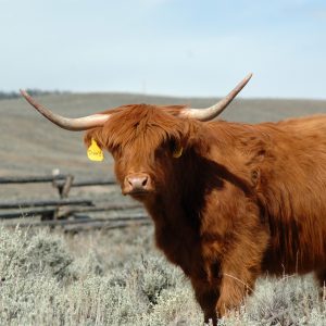 Highland
